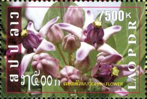 Colnect-3073-665-Lao-Flowers---Mari-Flower.jpg