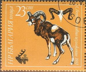 Colnect-629-763-Mouflon-Ovis-orientalis.jpg