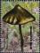 Colnect-5639-558-Psilocybe-guilartensis.jpg