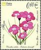 Colnect-491-483-Carpathian-Glossy-Pink-Dianthus-Nitidus.jpg