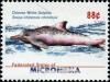 Colnect-5727-199-Chinese-White-Dolphin-Sousa-chinensis-chinensis.jpg