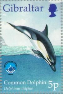 Colnect-120-902-Common-Dolphin-Delphinus-delphis.jpg