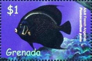 Colnect-4611-733-Adult-French-angelfish.jpg