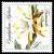 Colnect-1984-000-Epiphyllum-hybrid--Franziska-.jpg