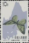 Colnect-487-265-Butterfly-Capila-translucida.jpg