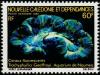 Colnect-1830-453-Brain-Coral-Trachyphyllia-geoffroyi.jpg