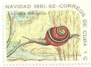 Colnect-1726-385-Cuban-Land-Snail-Polymita-picta-nigrofasciata.jpg
