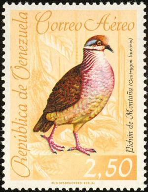 Colnect-2287-726-Lined-Quail-dove-Zentrygon-linearis.jpg