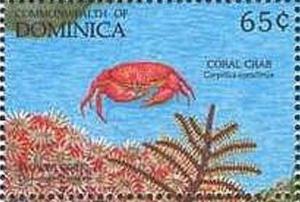 Colnect-2300-031-Batwing-Coral-Crab-Carpilius-corallinus.jpg