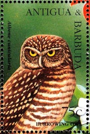 Colnect-4116-648-Burrowing-Owl%C2%A0%C2%A0%C2%A0%C2%A0Athene-cunicularia.jpg