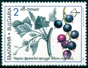 Colnect-4290-234-Medicinal-Plants---Ribes-nigrum.jpg