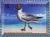Colnect-4523-304-Black-headed-Gull----Chroicocephalus-ridibundus.jpg