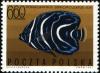 Colnect-2111-301-Koran-Angelfish-Pomacanthus-semicirculatus-Juvenile.jpg