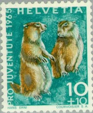 Colnect-140-280-Alpine-marmot-Marmota-marmota.jpg