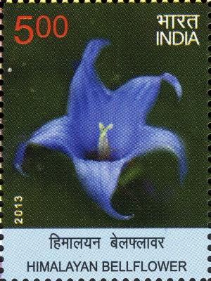 Colnect-6204-119-Himalayan-Bellflower.jpg