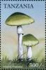 Colnect-3234-787-Amanita-phalloides.jpg