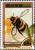 Colnect-2262-849-Bumblebee-Bombus-sp.jpg