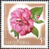 Colnect-452-929-Brigadoon-Camellia-Camellia-williamsii.jpg