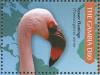 Colnect-3805-303-Lesser-Flamingo-Phoeniconaias-minor.jpg