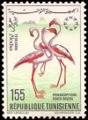 Colnect-4518-564-Greater-Flamingo-Phoenicopterus-roseus.jpg