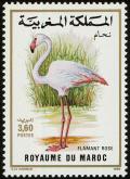 Colnect-1347-818-Greater-Flamingo-Phoenicopterus-roseus.jpg