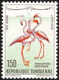 Colnect-4518-396-Greater-Flamingo-Phoenicopterus-roseus.jpg
