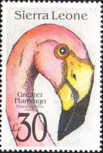 Colnect-1023-542-Greater-Flamingo-Phoenicopterus-ruber.jpg