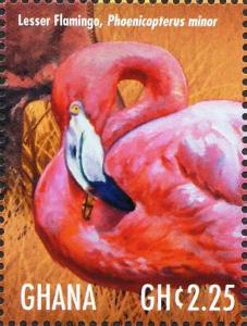 Colnect-4241-270-Lesser-Flamingo-Phoenicopterus-minor.jpg