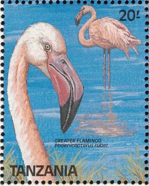 Colnect-1745-646-Greater-Flamingo-Phoenicopterus-roseus.jpg