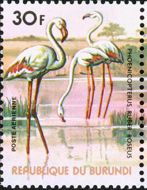 Colnect-2453-513-Greater-Flamingo-Phoenicopterus-roseus.jpg