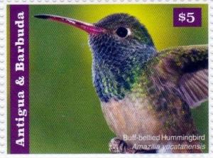 Colnect-2977-571-Buff-bellied-Hummingbird-Amazilia-yucatanensis-.jpg