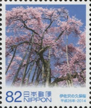 Colnect-3047-060-Blossoming-Kubo-Cherry-Tree.jpg