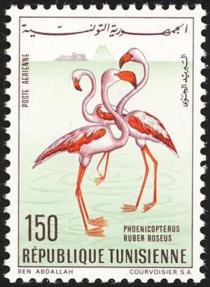 Colnect-4518-396-Greater-Flamingo-Phoenicopterus-roseus.jpg