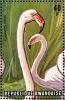 Colnect-1780-797-Greater-Flamingo-Phoenicopterus-roseus.jpg