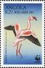 Colnect-4257-078-Lesser-Flamingo-Phoeniconaias-minor.jpg