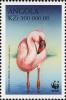 Colnect-4257-080-Lesser-Flamingo-Phoeniconaias-minor.jpg