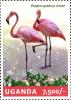 Colnect-4804-829-Lesser-Flamingo-Phoeniconaias-minor.jpg