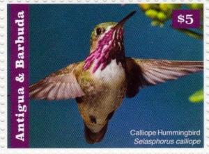 Colnect-2977-578-Calliope-Hummingbird-Stellula-calliope.jpg