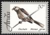 Colnect-579-872-Tropical-Mockingbird-Mimus-gilvus.jpg