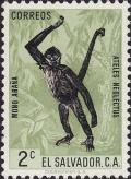 Colnect-1102-153-Black-handed-Spider-Monkey-Ateles-geoffroyi-sspneglectus.jpg