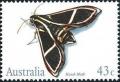 Colnect-1952-555-Hawk-Moth-Cizara-ardeniae.jpg