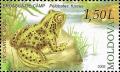 Colnect-3176-983-Common-Spadefoot-Toad.jpg