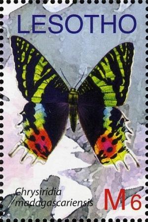 Colnect-1618-675-Madagascan-Sunset-Moth-Chrysiridia-madagascariensis.jpg