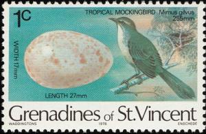 Colnect-1752-930-Tropical-Mockingbird-Mimus-gilvus.jpg