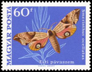 Colnect-890-333-Eyed-hawk-moth-Smerinthus-ocellatus.jpg