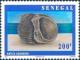 Colnect-2282-820-Adanson-s-Moon-Snail-Natica-adansoni.jpg