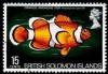 Orange-Clownfish-Amphiprion-percula.jpg