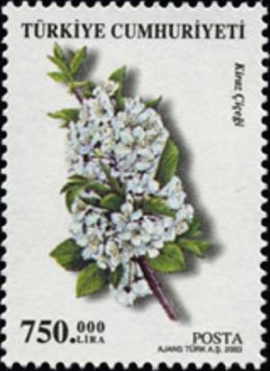 Colnect-965-330-Plum-Prunus-domestica.jpg