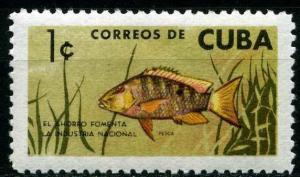 Colnect-1436-264-Mutton-Snapper-Lutianus-analis-.jpg