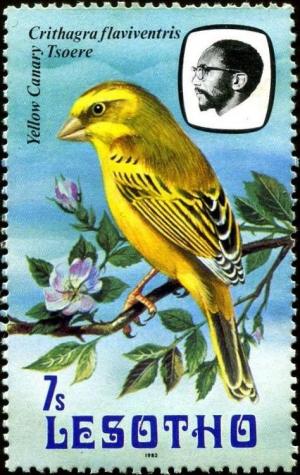 Colnect-1725-254-Yellow-Canary-Serinus-flaviventris.jpg